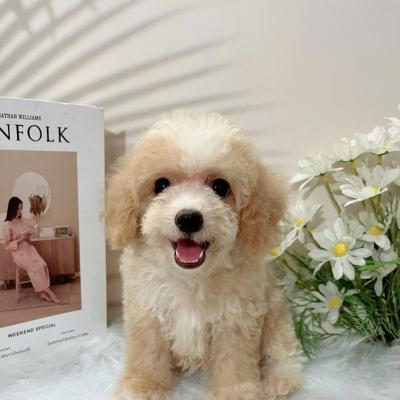 Poodle Siêu đáng yêu - Thuần chủng - Cún con