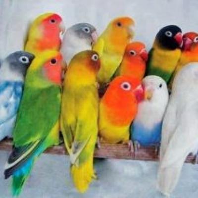Vẹt Lovebird - Thuần chủng - Vẹt